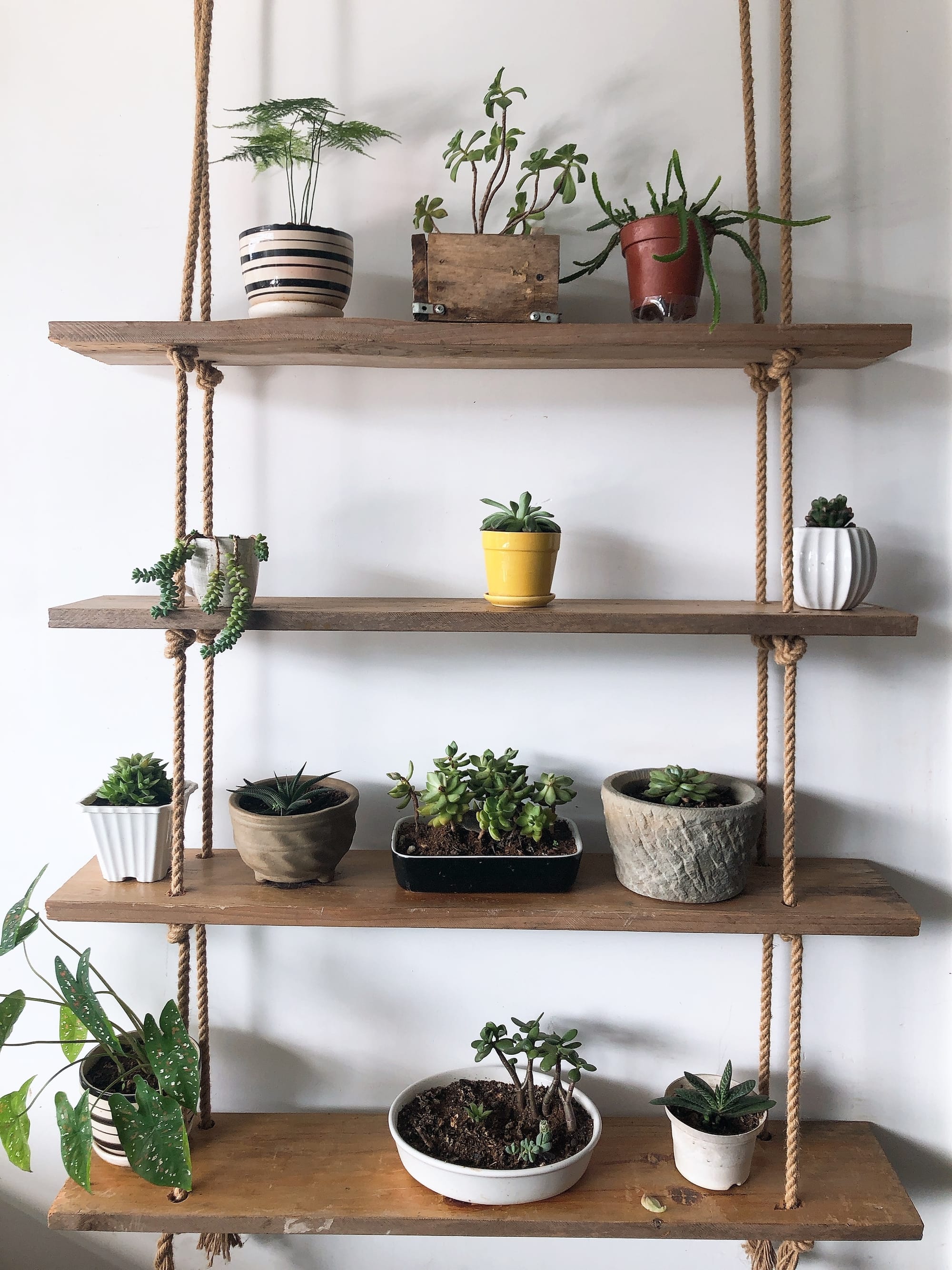 Hanging shelf with plants
